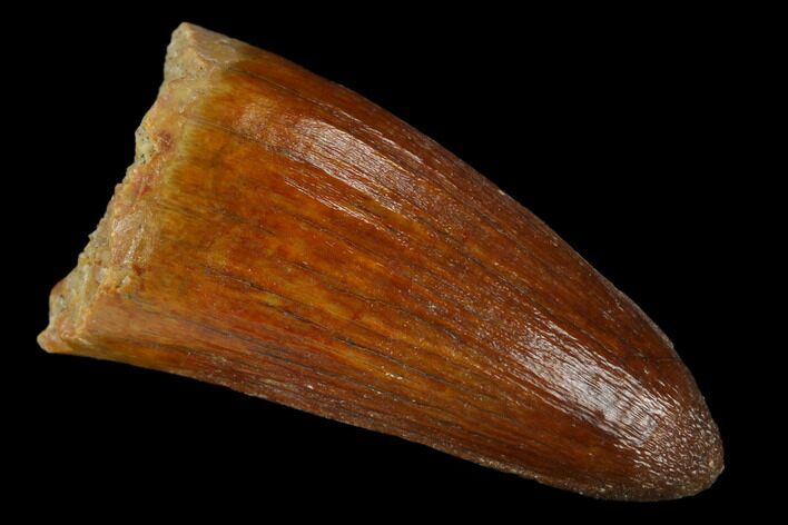 Cretaceous Fossil Crocodile Tooth - Morocco #122469
